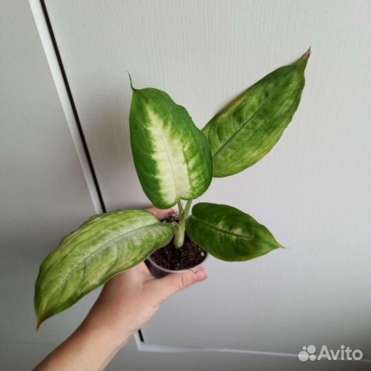 Большой выбор интересных растений