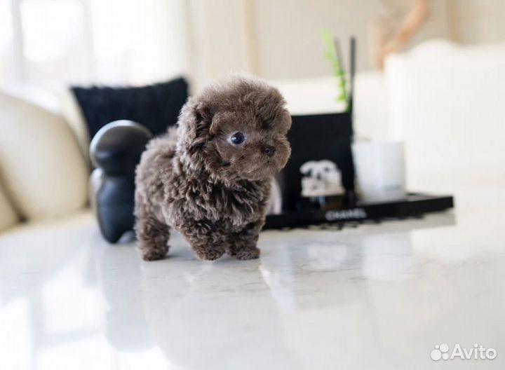 Тикап пудель микро