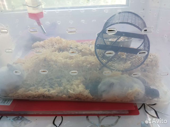 Джунгарский хомяк