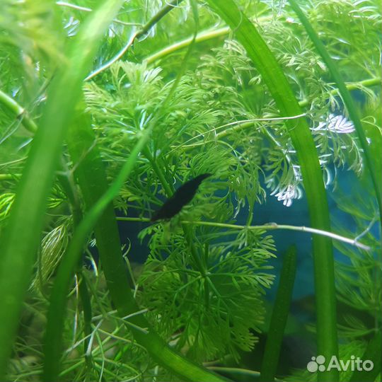 Аквариумные рыбки и растения