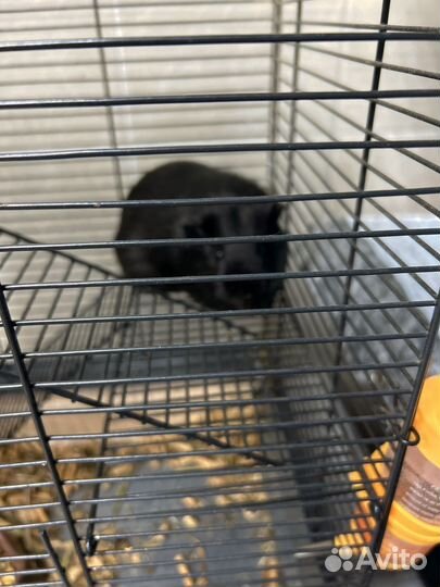 Морская свинка