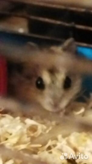 Джунгарский хомяк