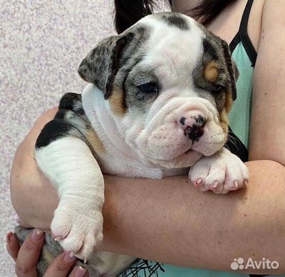 Породные щенки Американского булли от Star Karuna