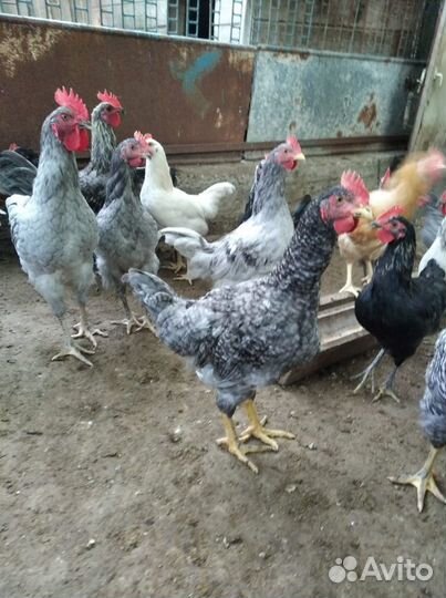 Молодые петушки