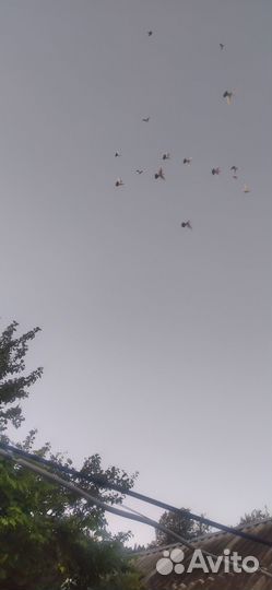 Продам голубей