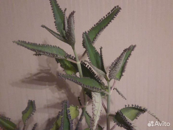 Каланхоэ лечебное