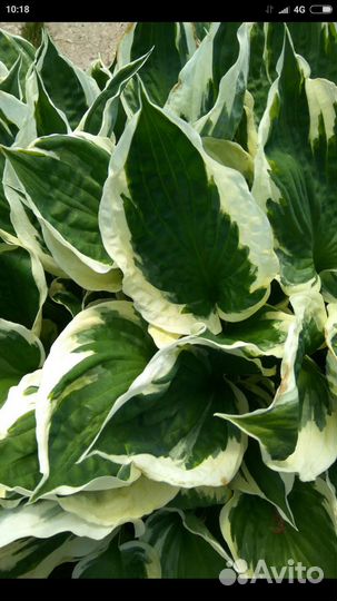 Хоста разные сорта