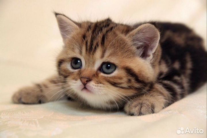 Британские котята мраморного окраса