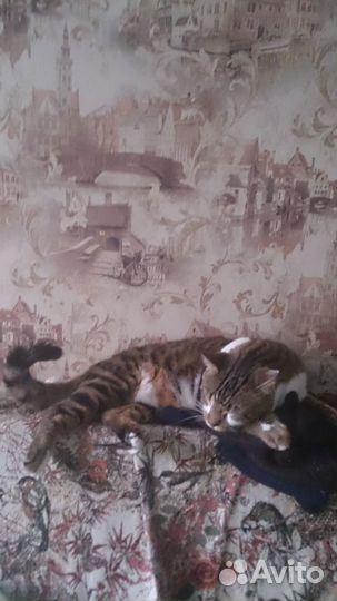 Шикарный молодой котик Бун,метис,2 годика,в дар