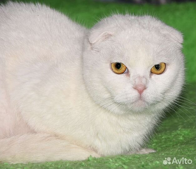 Кошечка в добрые руки