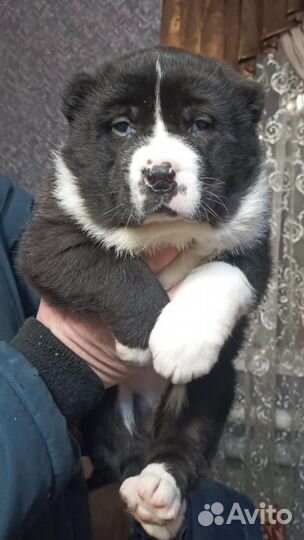 Щенки сао (среднеазиатские овчарки)