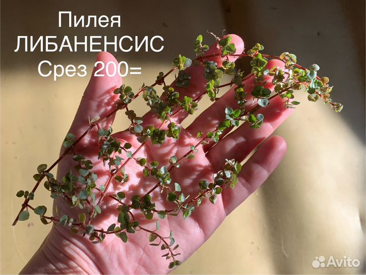 Комнатные растения