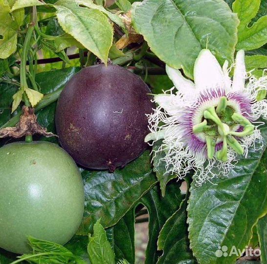 Эдулис Роланд