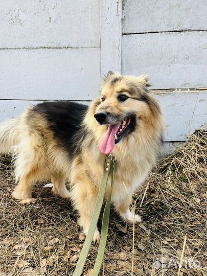 Собака в добрые руки отдам бесплатно