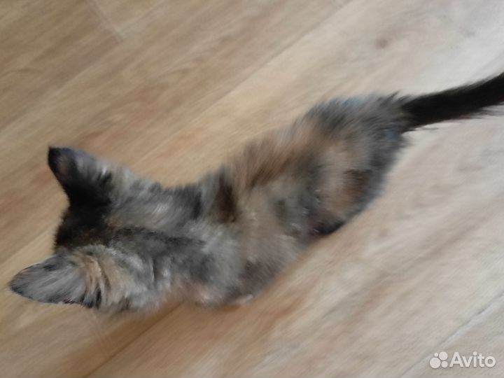 Кошечка, 2 месяца