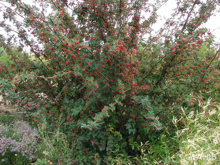 Рябинокизильник Позднякова, семена