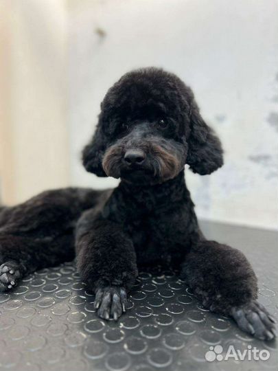 Вязка кобель