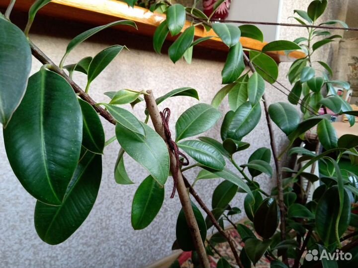 Продаю комнатное растение фикус