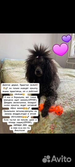 Ищем жениха пуделя