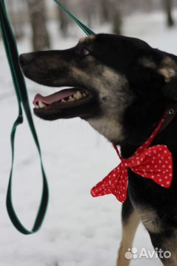 Небольшой пёс в поисках дома