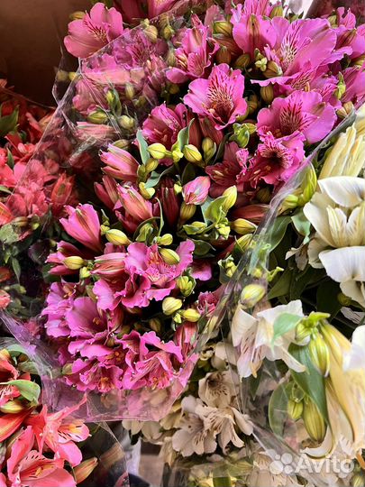 Цветы альстромерия