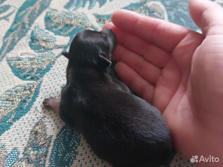 Русский тойтерьер