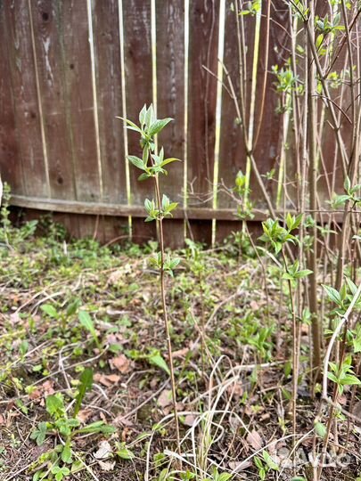 Жасмин чубушник саженцы