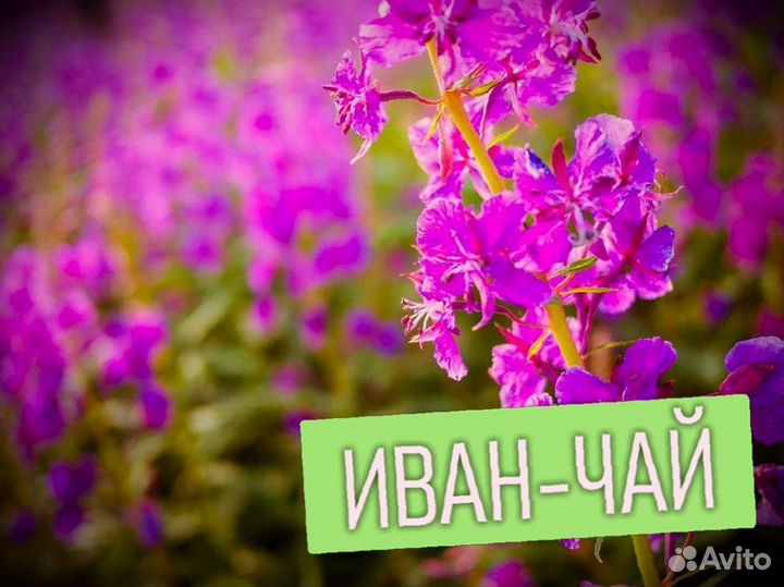 1 кг иван-чая, только натуральный, 2023