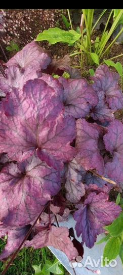 Гейхеры 40 сортов