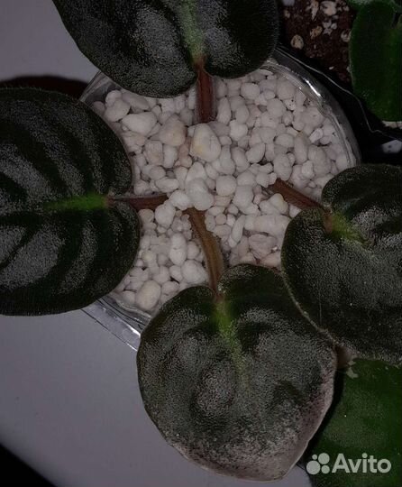 Сортовые фиалки