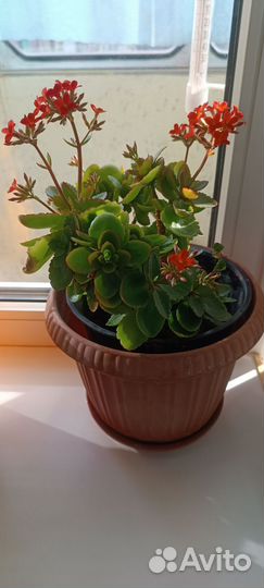 Каланхоэ цветущий красный