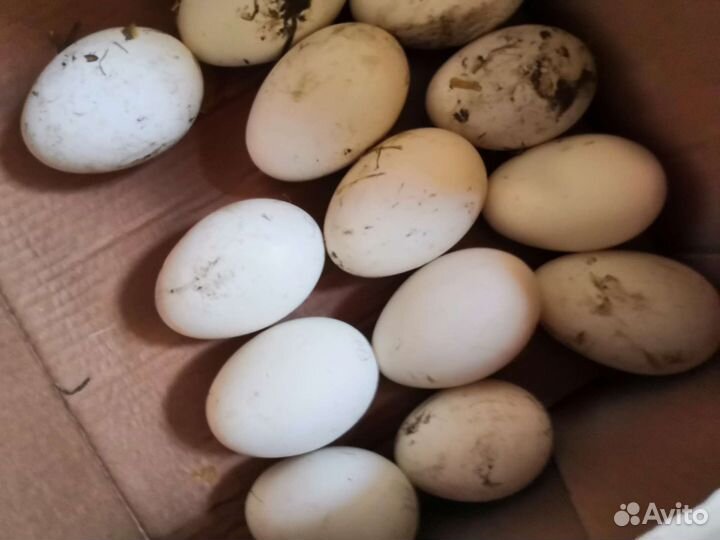 Инкубационное яйцо Кучинской Юбилейной