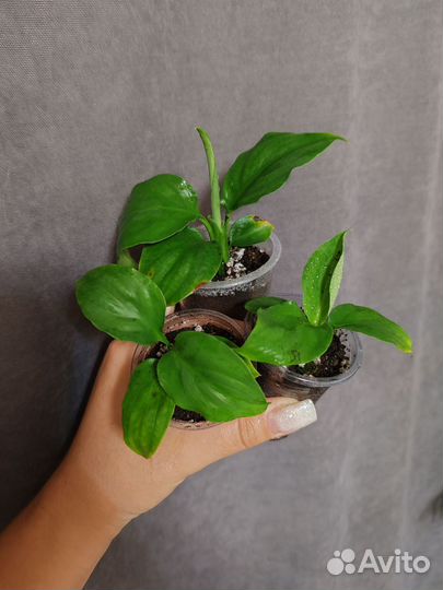 Спатифиллум блек бьюти