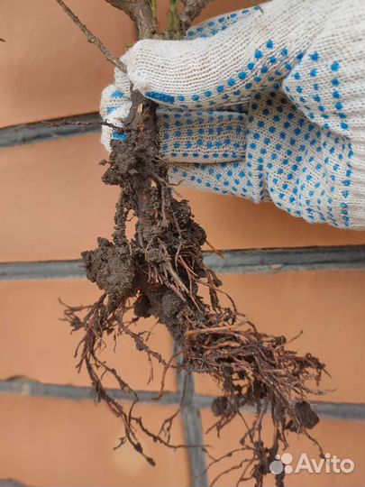 Туя западная Колумна (Columna)