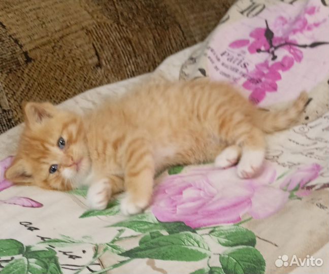Рыжие котики