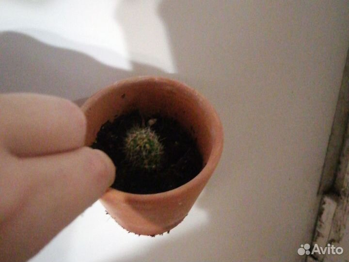 Денежное дерево, хойя