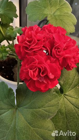 Пеларгония та Амазонка