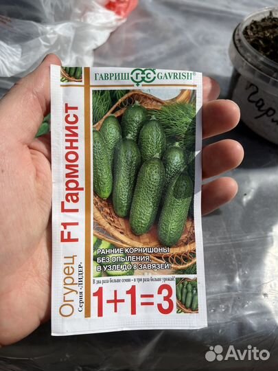 Рассада огурцов Гармонист F1