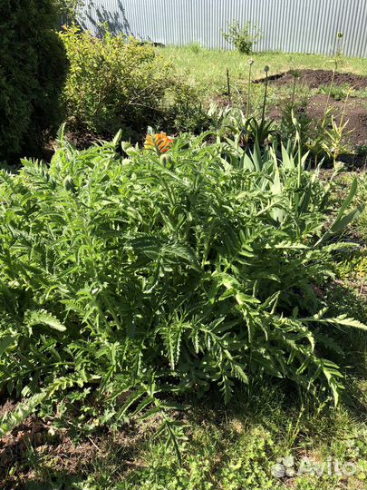 Мак красный