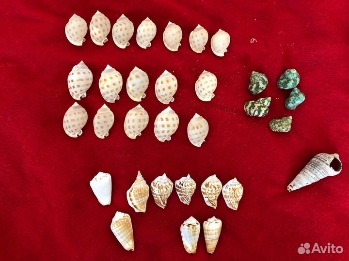 Ракушки / ракушка морская / для аквариума