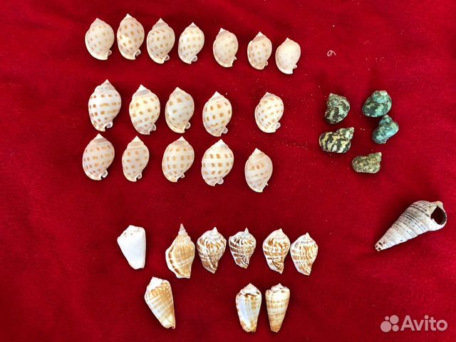 Ракушки / ракушка морская / для аквариума