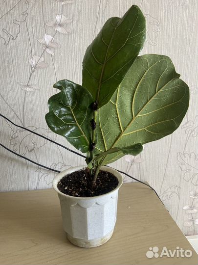 Фикус лирата