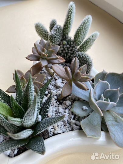 Кактусы и суккуленты