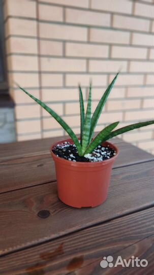 Сансевиерия