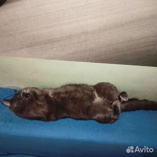Кошка на случку