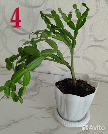 Декабрист (шлюмбергера)