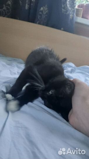 Котенок в добрые руки