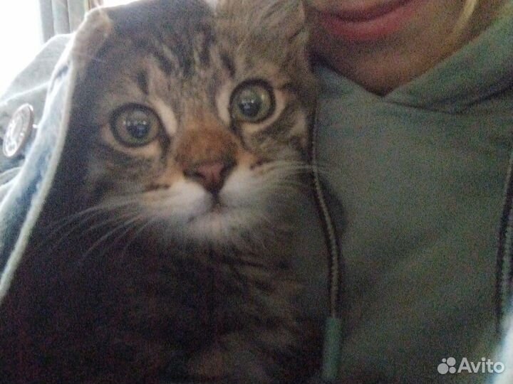 Котята в добрые руки бесплатно