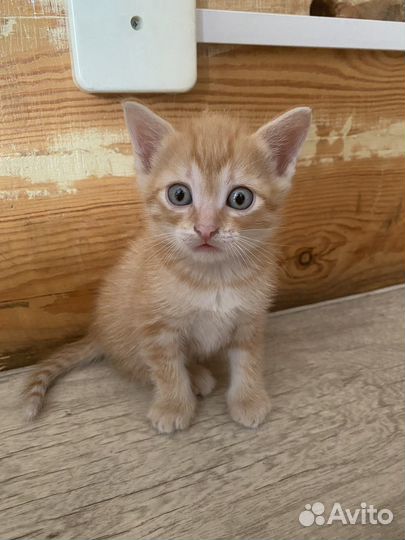 Рыжие котята