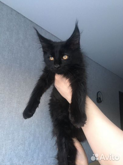 Котята мейн-кун